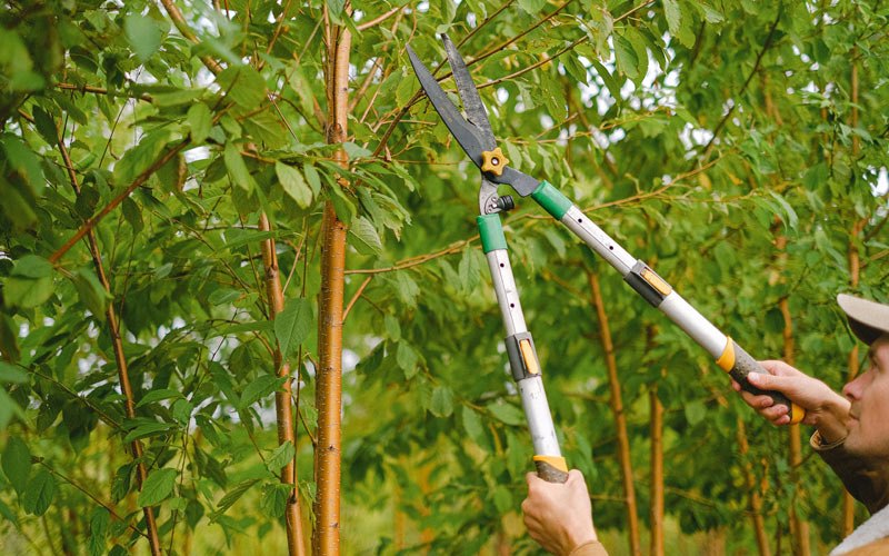Tree trimming in Gilby, ND