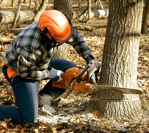 Tree Removal in Gilby, ND